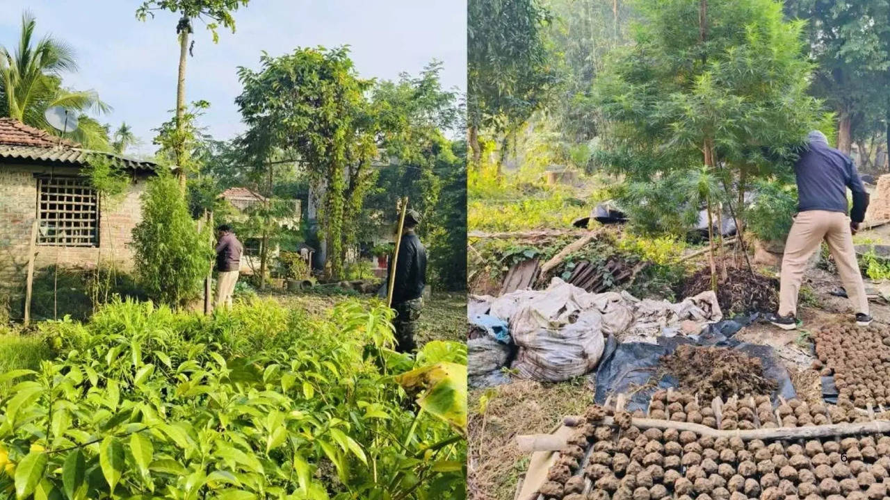 ಎಕರೆಗಟ್ಟಲೆ ಭೂಮಿಯಲ್ಲಿ ಗಾಂಜಾ