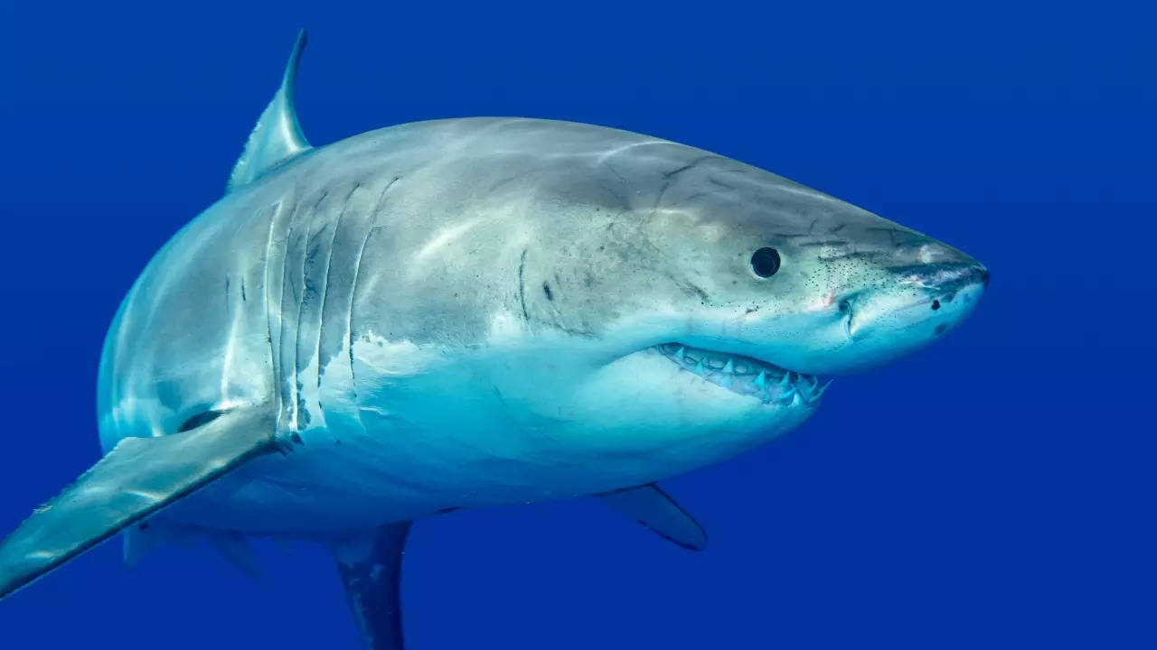 Sharks likely had bony ancestors, but evolved into cartilaginous fish. | Joe Belanger/Getty Images