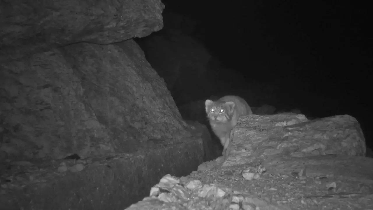 A Pallas's cat is camera-trapped in Kinnaur, Himachal Pradesh. | Image courtesy: Snow Leopard Trust