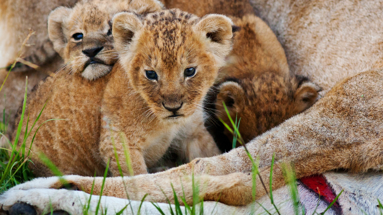 Nongkhilem Wildlife Sanctuary