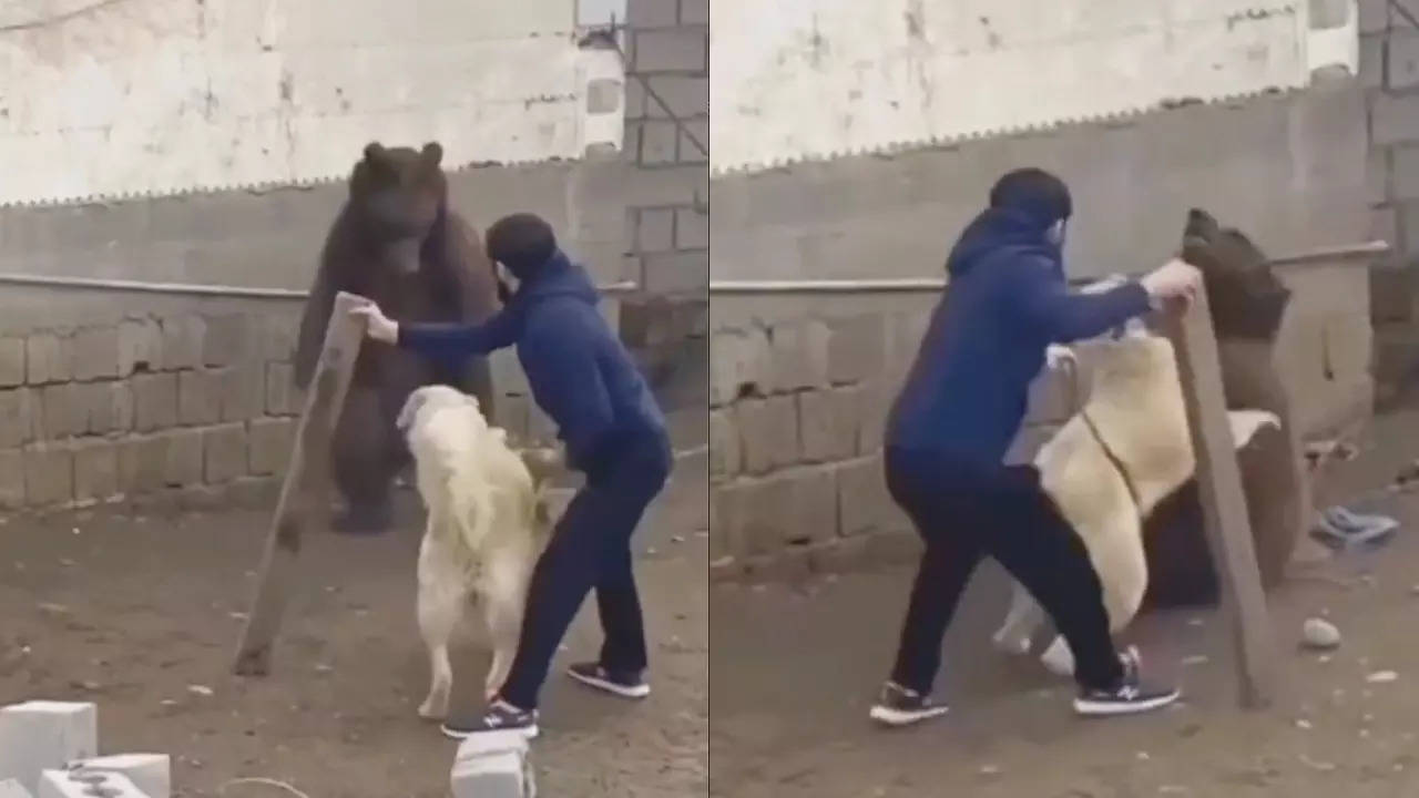 A man saves a chained dog from a brown bear attack. | Image courtesy: Nature is Amazing