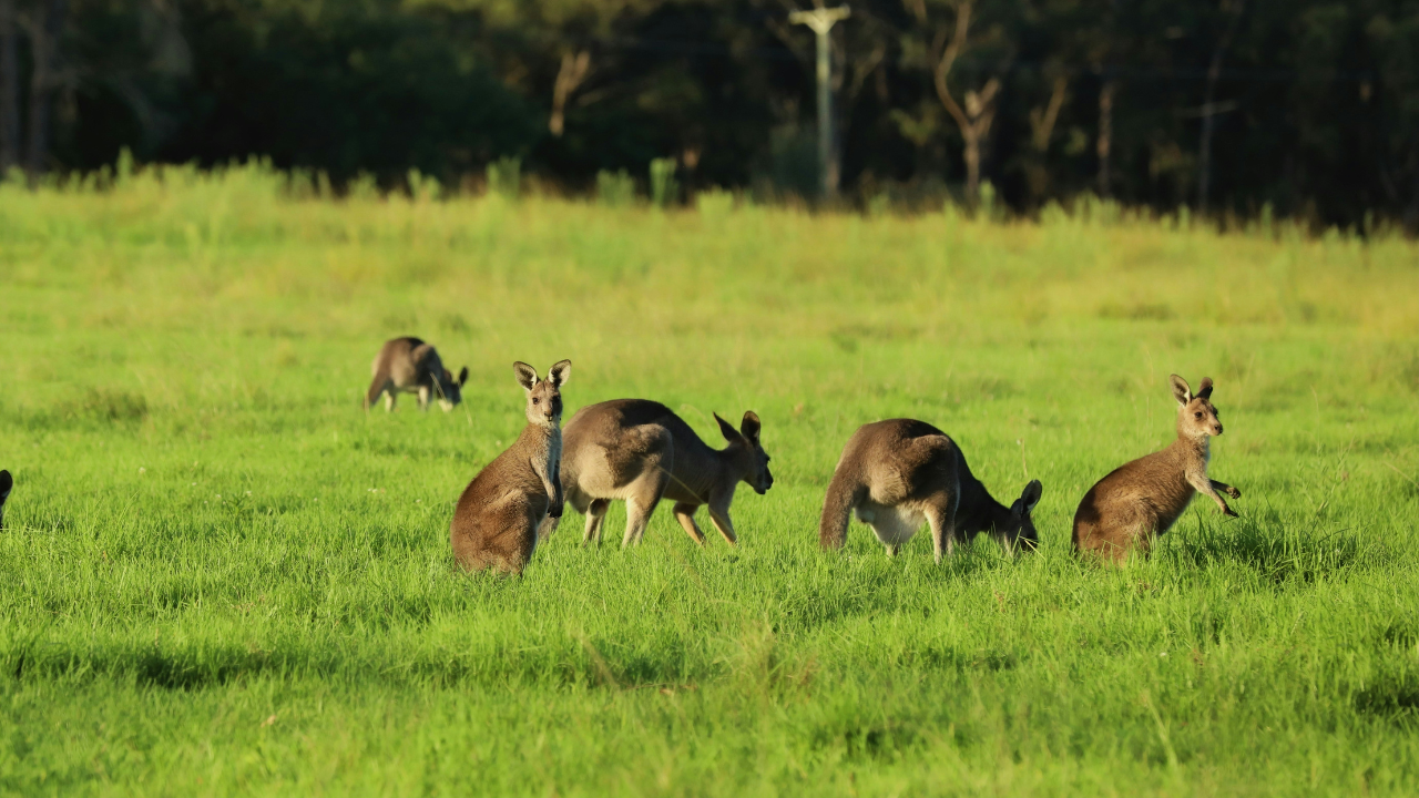 98 dead kangaroos were found in Hunter, NSW