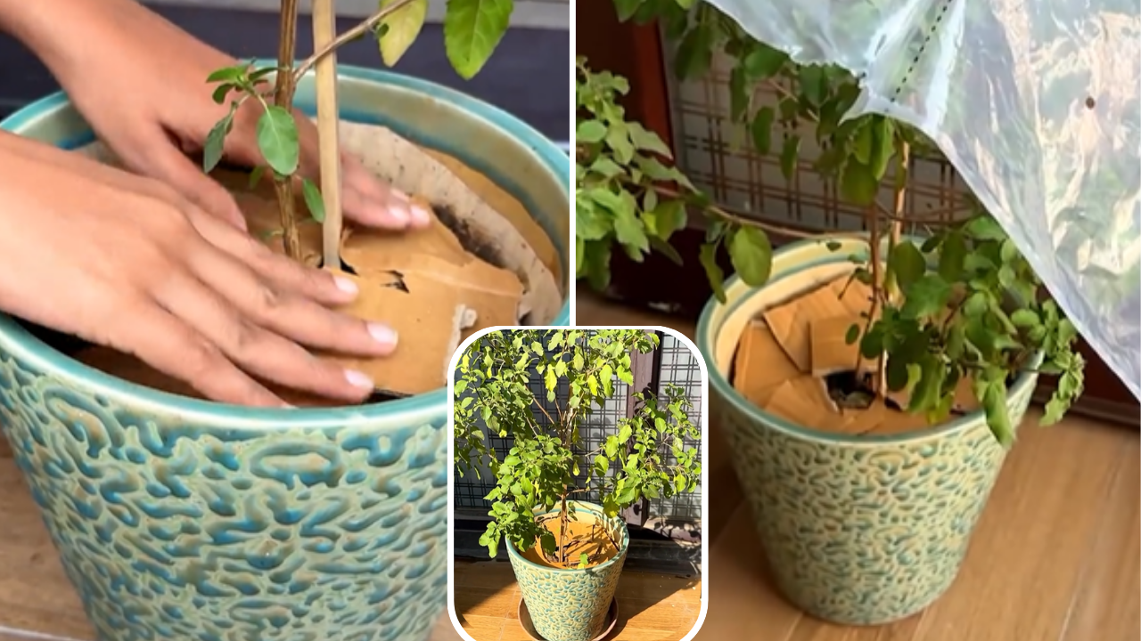 5 simple hacks to prevent tulsi plant from dying in winter