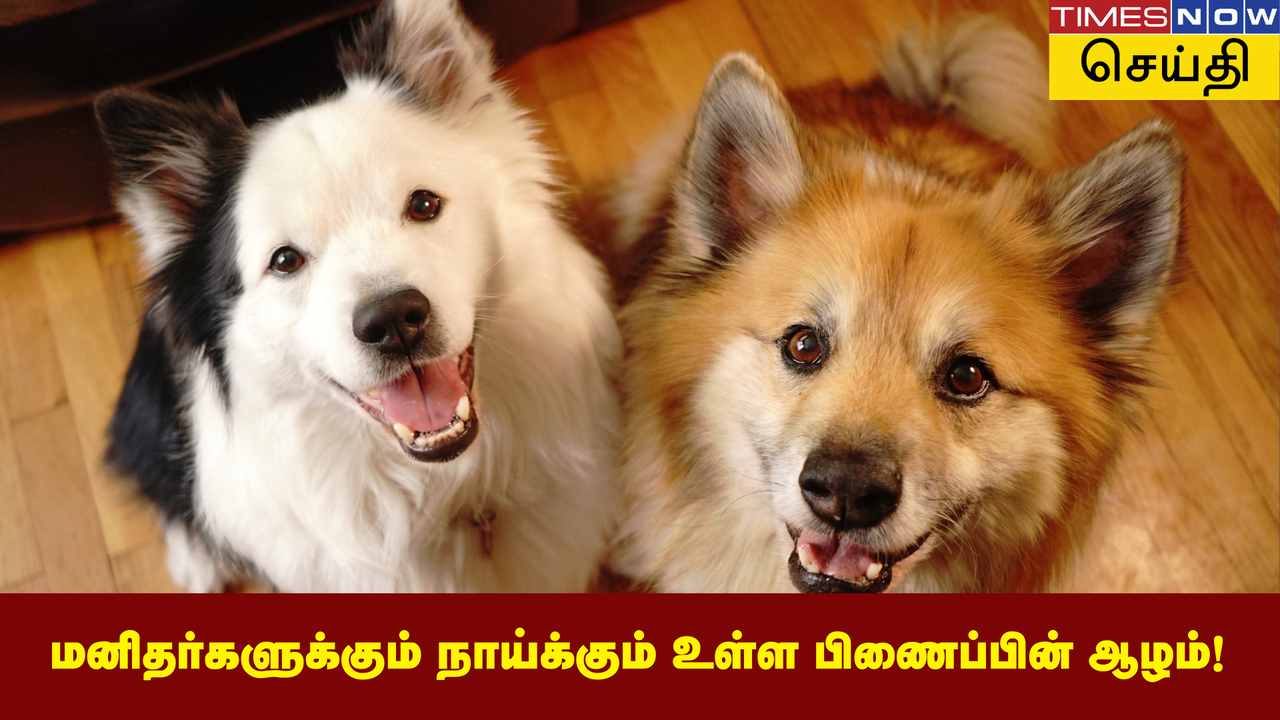  மனிதர்களுக்கும் நாய்க்கும் இடையிலான உறவு எவ்வளவு ஆழமானது? குழந்தைகளைப் போல தான் செல்லப்பிராணிகளும்... 