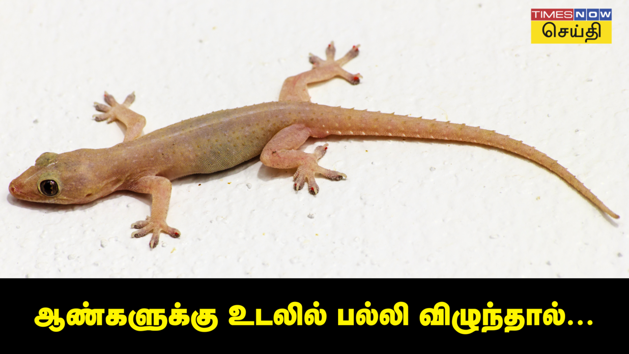  பல்லி விழும் பலன்... ஆண்களுக்கு உடலில் பல்லி விழுந்தால் என்ன ஆகும்? 