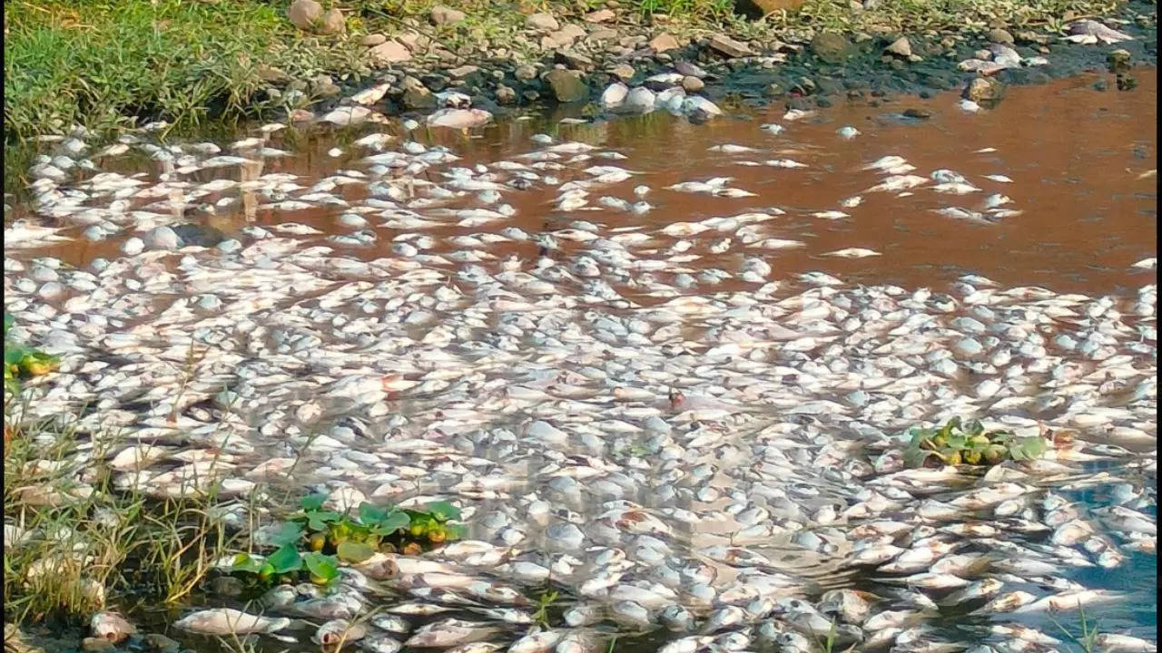 Mass Fish Deaths In Pune River