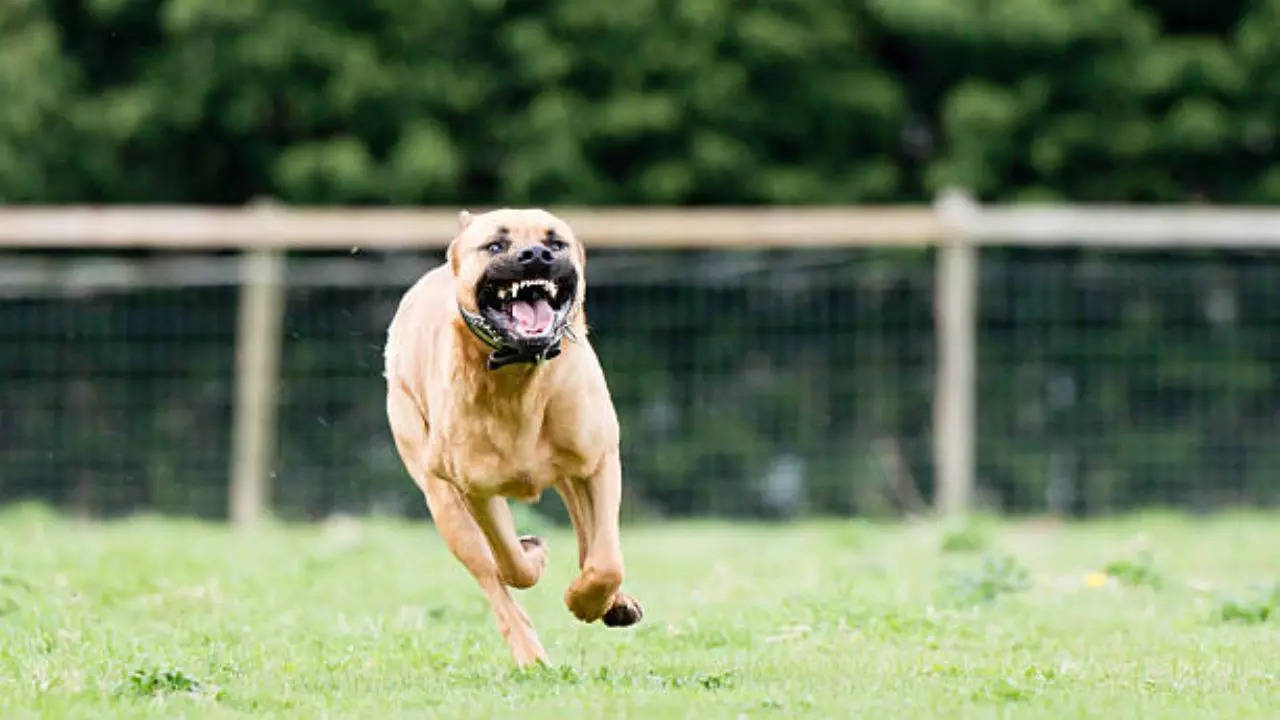 Representative Image: Pitbull Dog Attack