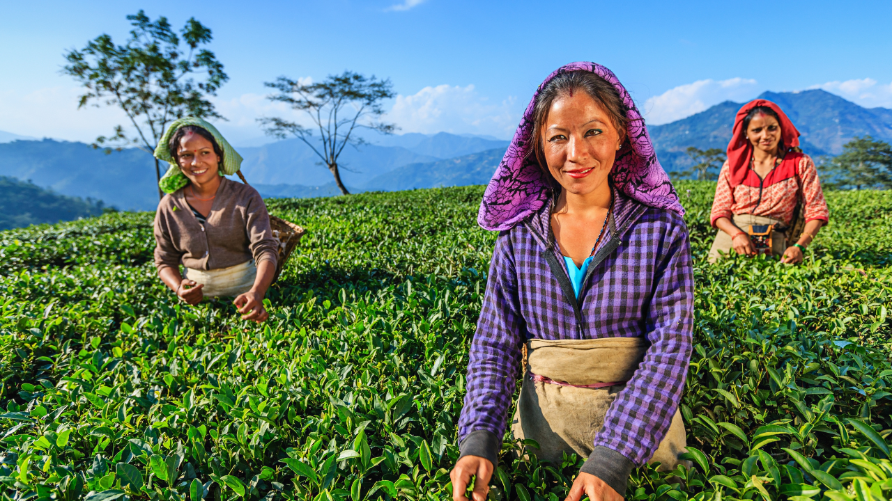 Darjeeling