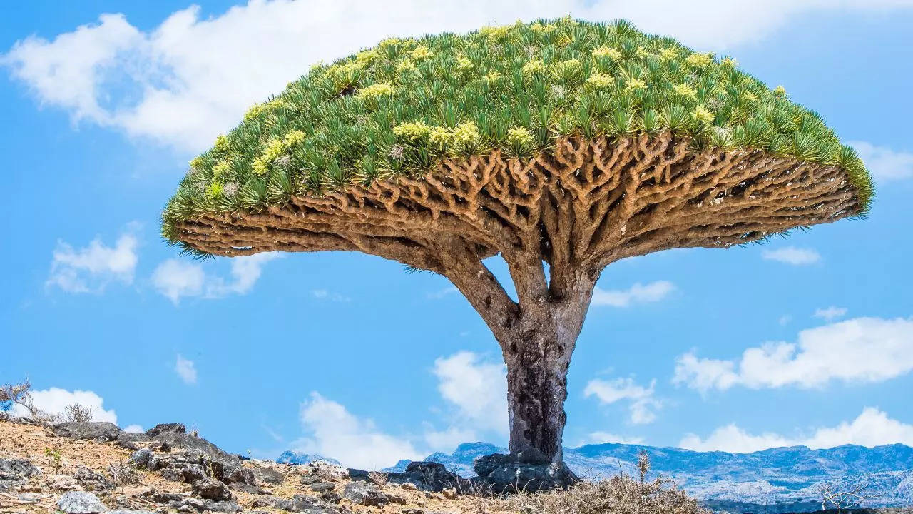 This Island In Indian Ocean Is Home To Weird-Looking Trees, Rare Species