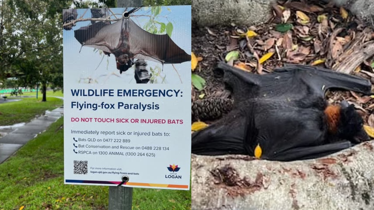 Australian Flying Foxes And Lorikeets Mysteriously ‘Fall From The Sky’: Here’s Why