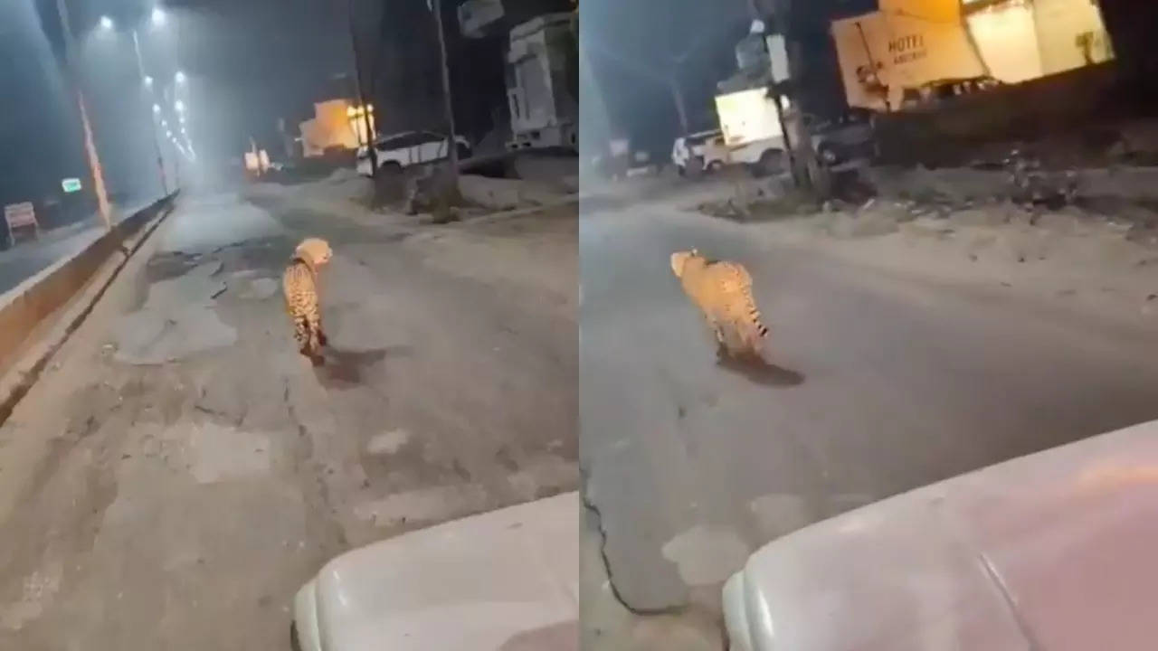 A Kuno cheetah filmed on the loose in Sheopur, Madhya Pradesh. |  Courtesy: Ajay Dubey