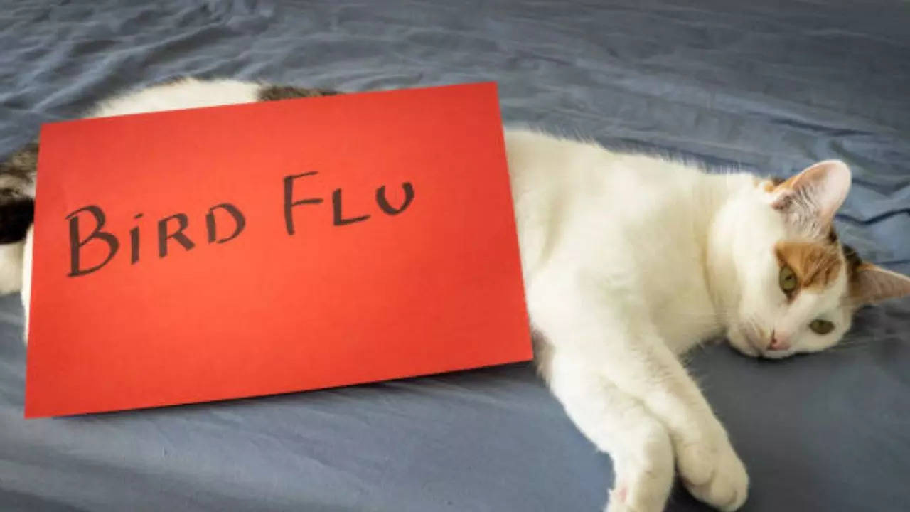 Bird Flu Virus In Cats? Popular Pet Food Brand Issues Emergency Recall