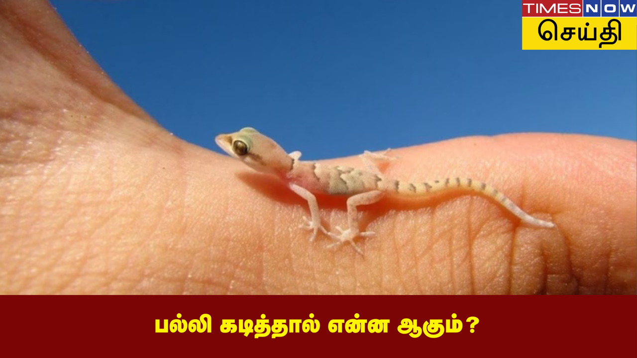  பல்லி கடித்தால் என்ன நடக்கும்? பல்லி விழுந்த உணவு விஷமாகுமா? 