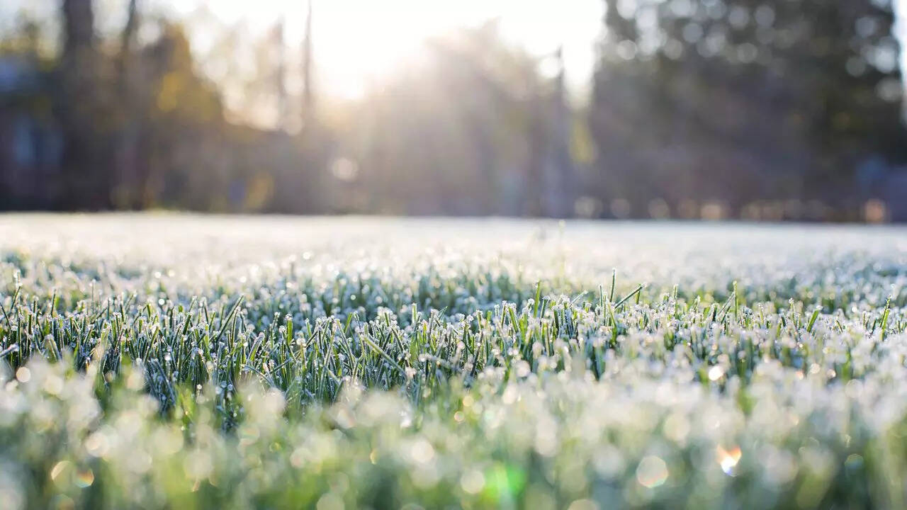 Ice or frost? Munnar turns into a winter wonderland, attracting tourists to Kerala