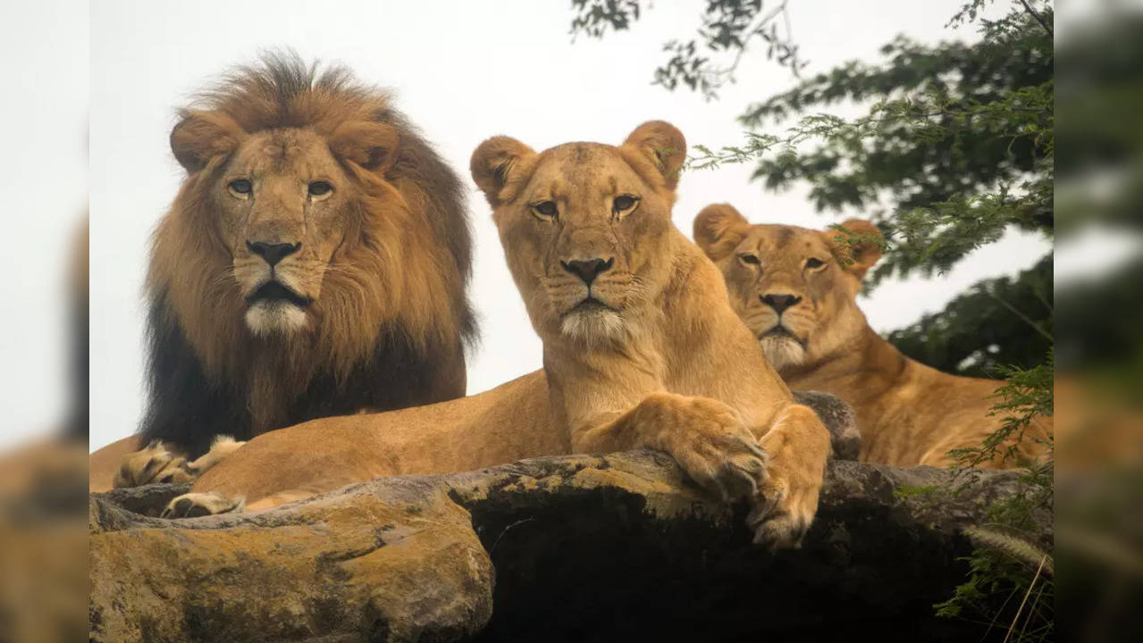 A Pack Of Lions (Representative Image)