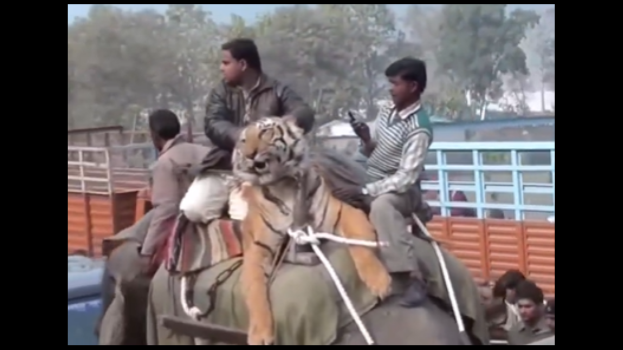 Men carry a tiger on an elephant’s back.