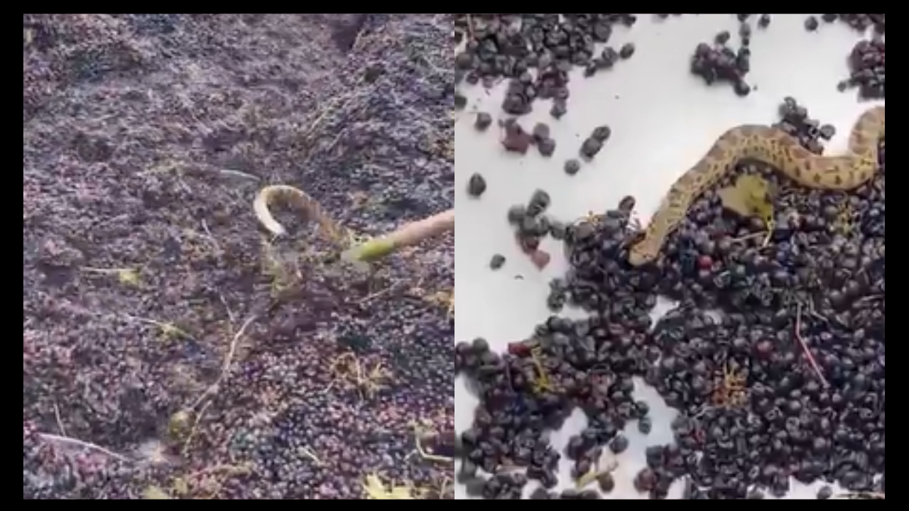 Worker rescues snake from juice-making machine. (Image Source: Nafees Khan/ Instagram)