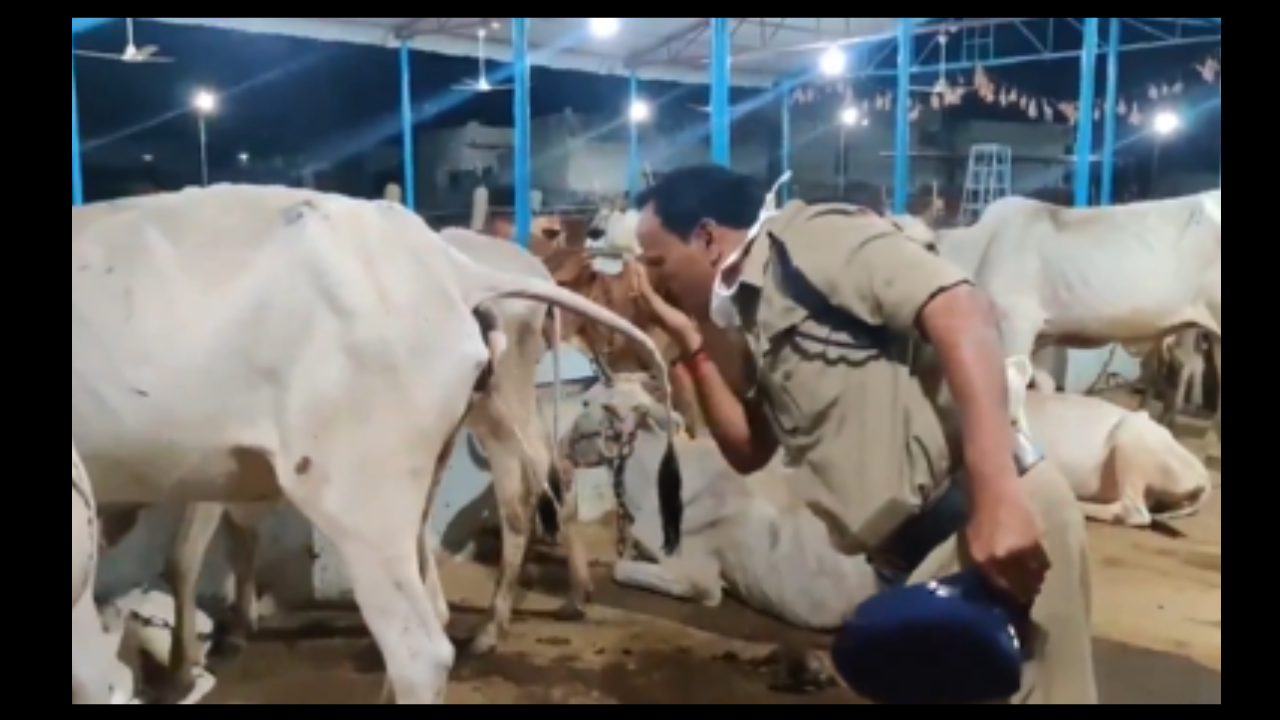 Cop drinks cow’s urine.