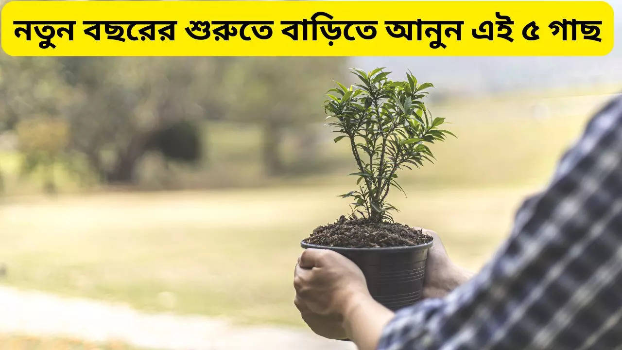 New Year 2025 Tips plant these five trees in your home for getting success