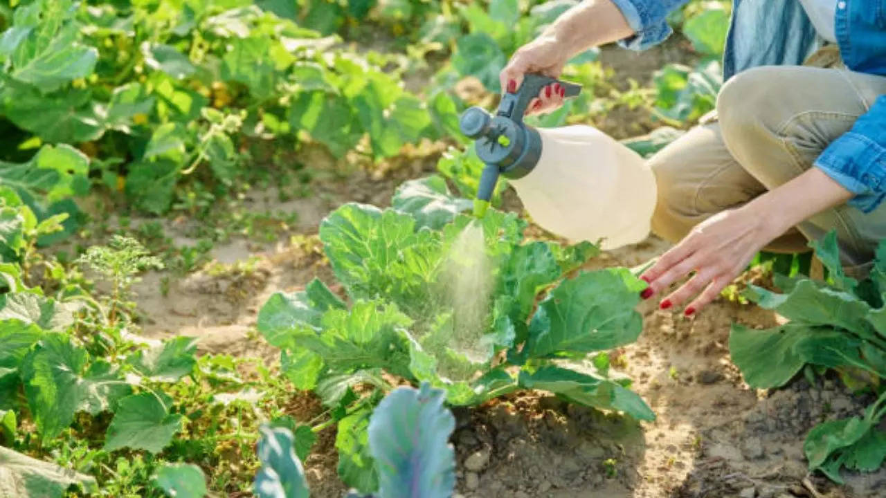 Teenage Girl Dies After Eating Poisonous Cabbage: Are Your Veggies Full Of Pesticides?