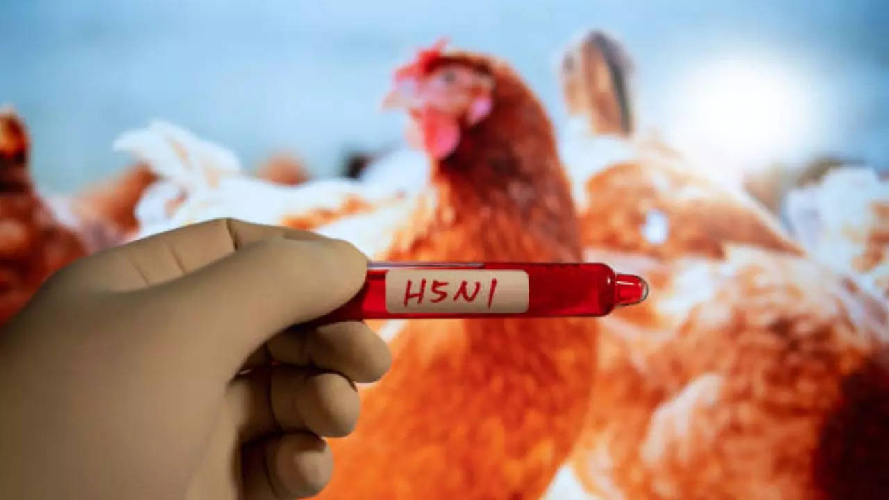 New Bird Flu Strain In Louisiana Sparks Global Health Concerns, Should We Be Concerned?