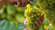 Can 12 Grapes Bring Good Luck, Uvas de la Suerte Explores the Spanish New Year Tradition