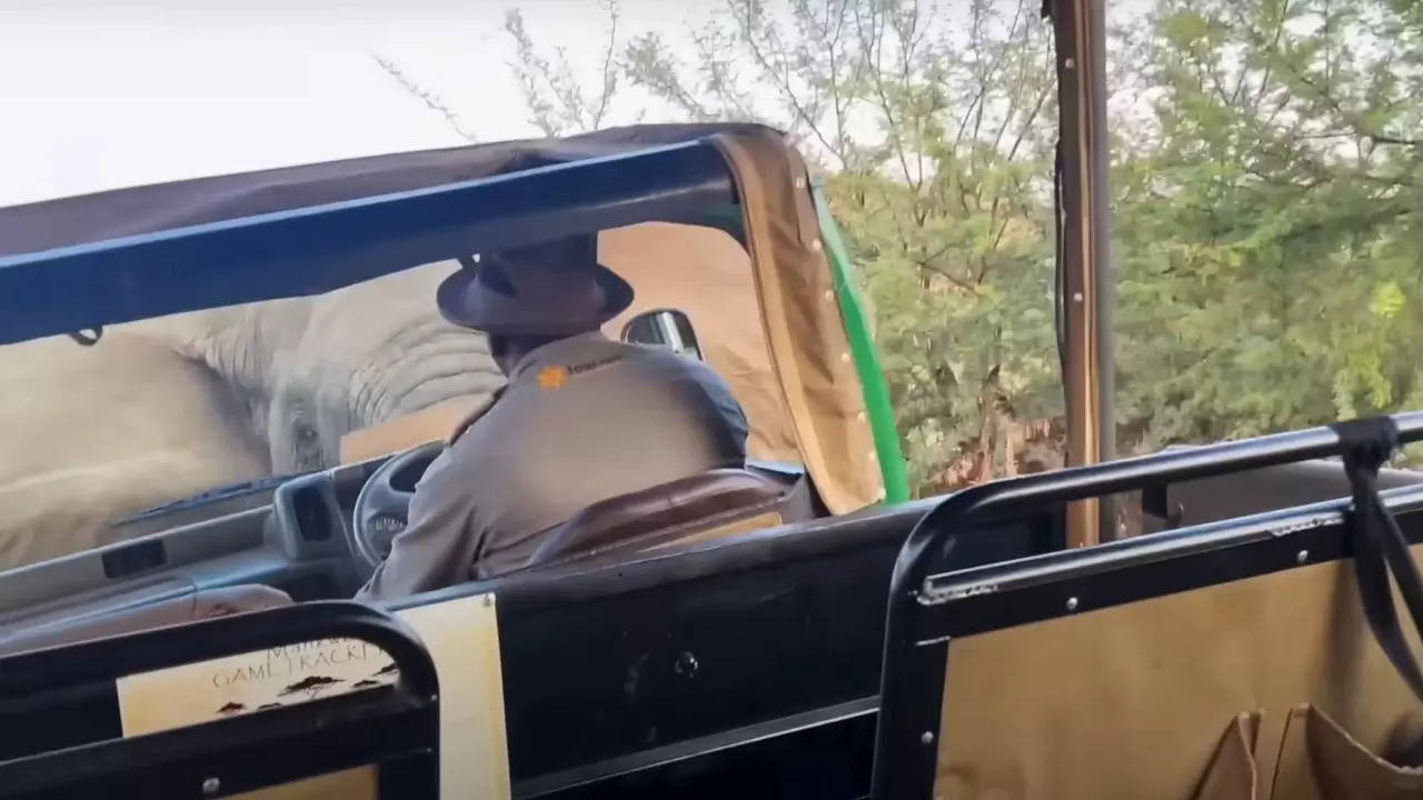 An elephant in musth lifts a safari vehicle using its tusks| Image courtesy: Eldine Arendse