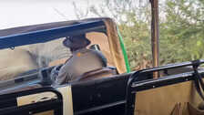 Bull elephant in musth lifted and dropped safari truck twice