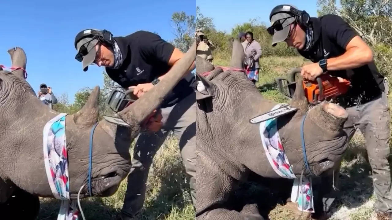 A veterinarian dehorns a rhino to reduce the risk of poaching. | Image courtesy: Eugenie Petges