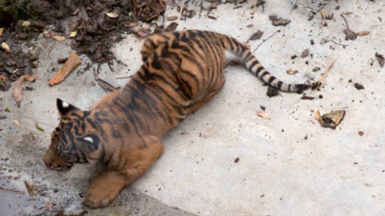 Escaped tiger attacked woman working in farm.