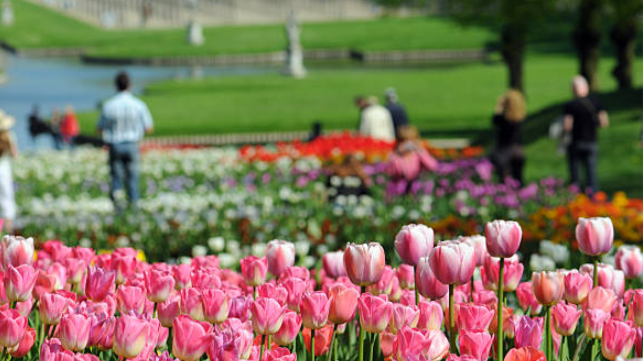 Chennai flower show