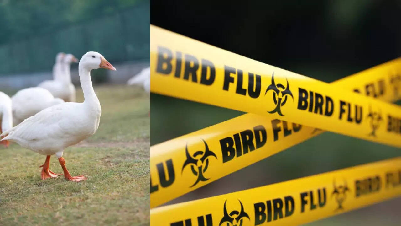 France Reports Bird Flu On Two Farms, Loses Disease-free Status