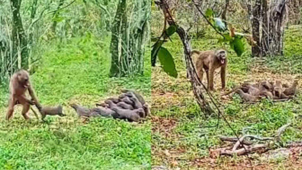 A Chacma baboon throws a banded mongoose during a fight with a mob. Latest Sightings/Charmaine