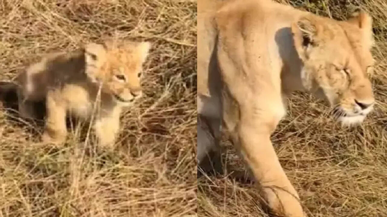 Lion Cub Video