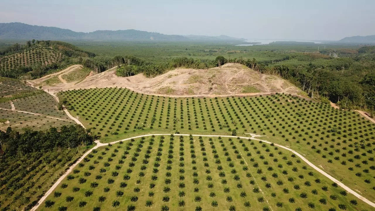 President Prabowo Subianto called for palm oil expansion in Indonesia. Rich Carey/Getty Images