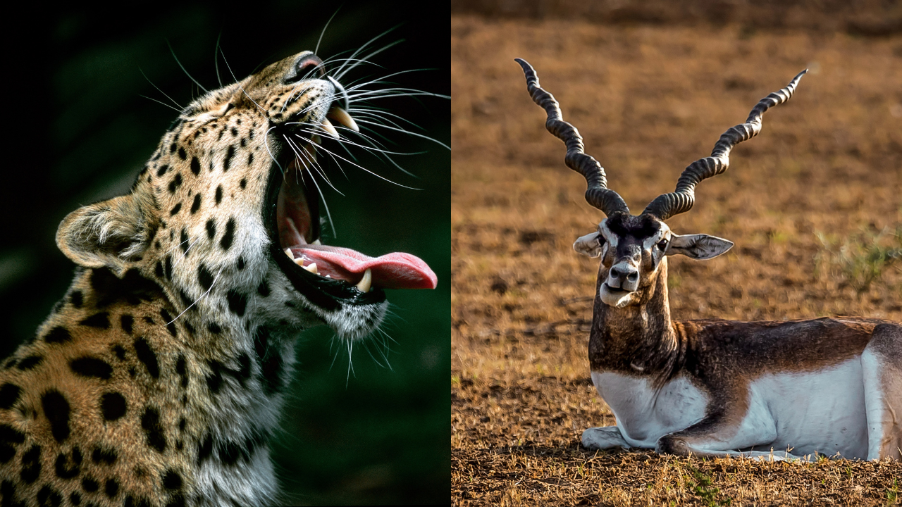 wild mess: 7 blackbucks die of shock after leopard kills one in statue of unity complex