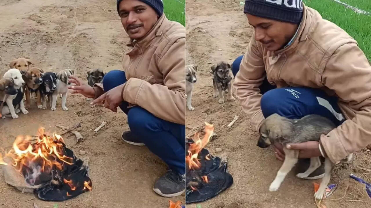 Man Lights Bonfire to Shield Puppies from Cold