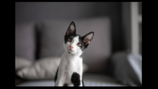 Video shows weak-sighted kitten wearing glasses, internet can't get over its adorable reaction