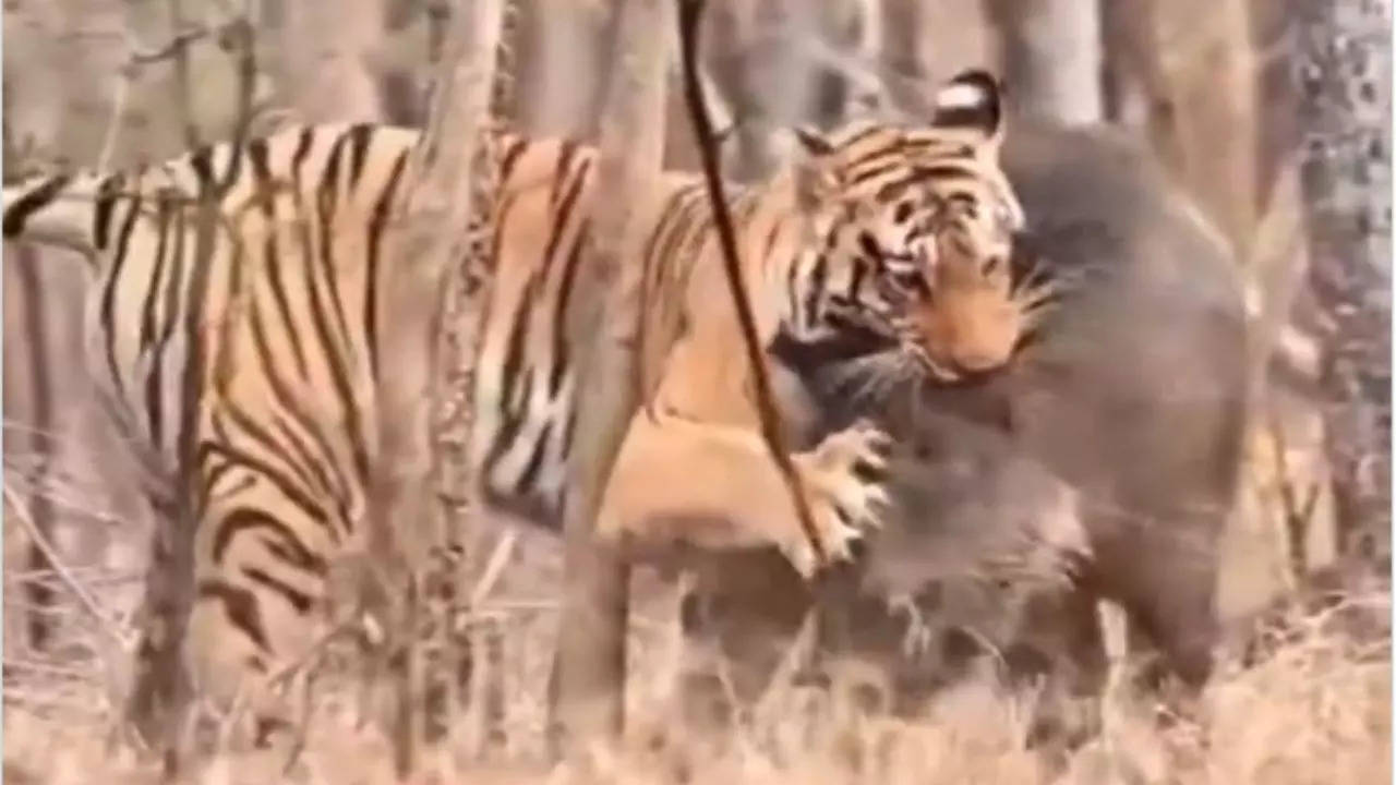 Tiger Attack Viral Video