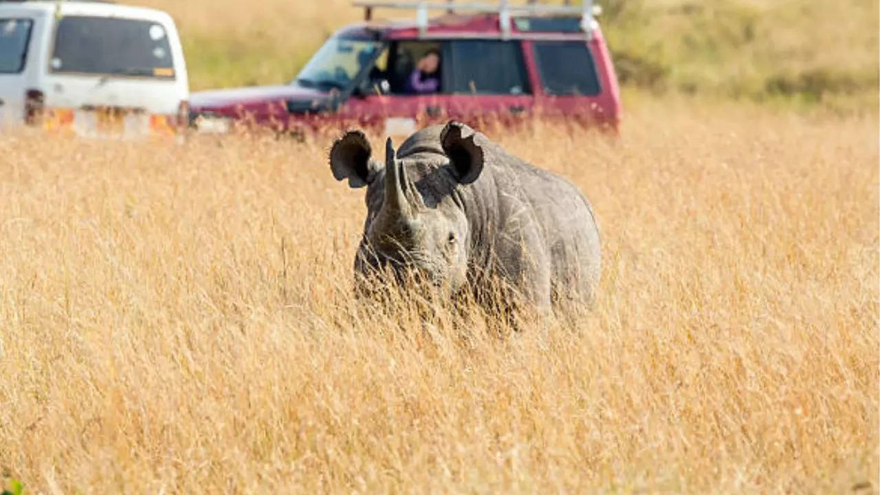 Tourists Fall Out of Jeep at Kaziranga, Survive Close Encounter with Wild Rhino