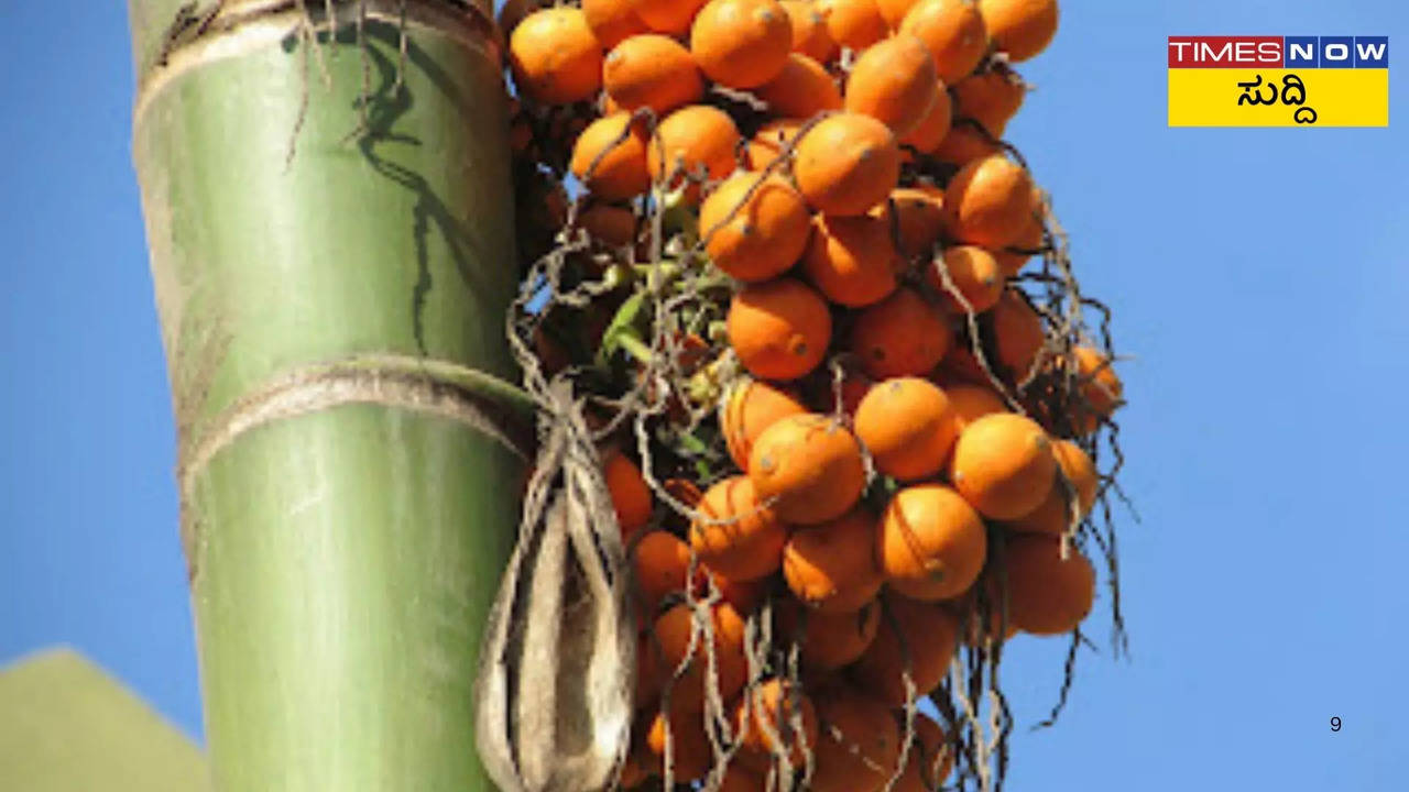 ಅಡಿಕೆ ಬೆಲೆ