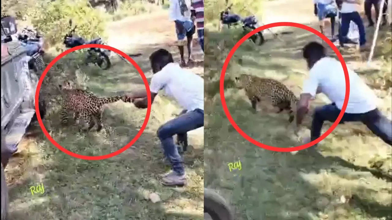 Man Grabs Leopard By Tail