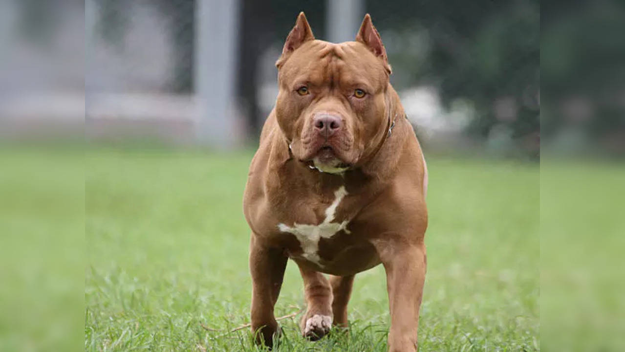 Bully Dog (Representative Image)