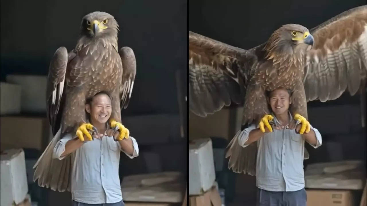 world largest eagle viral on internet