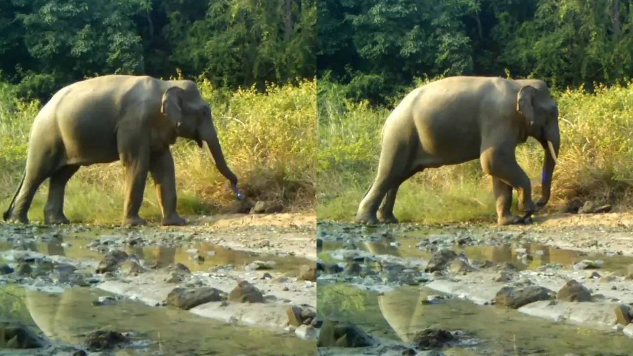 ​An elephants spots, uproots and crushes a camera trap. Shivakumar Gangal​