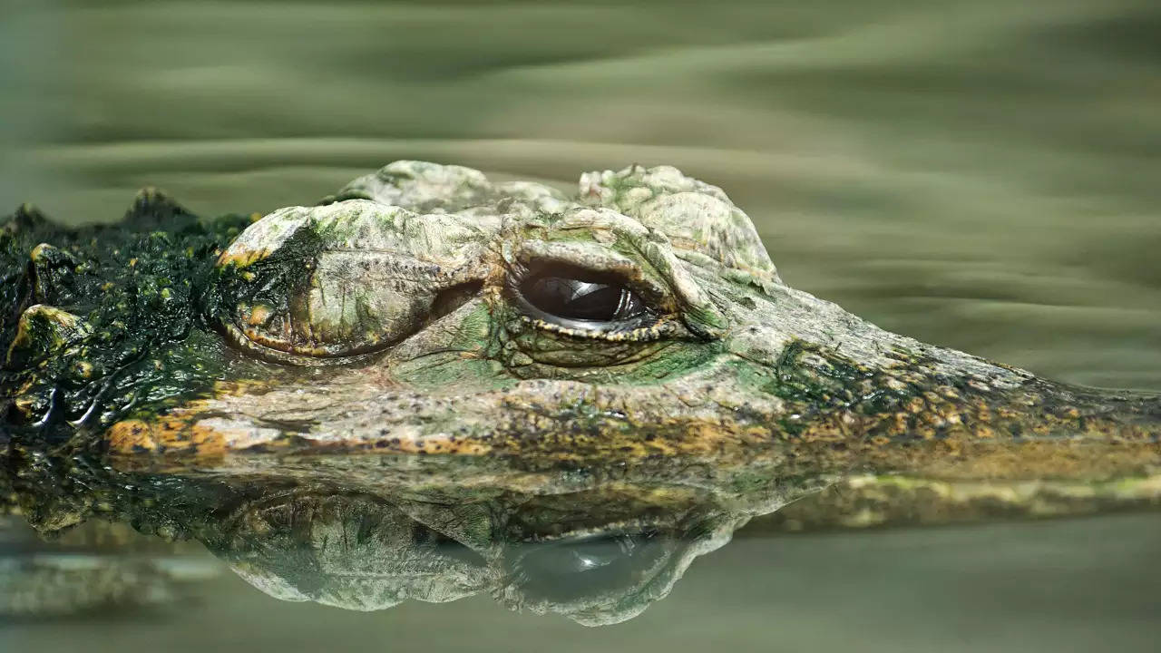 crocodile.