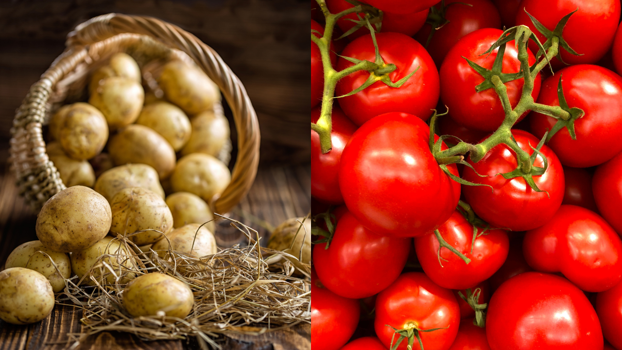 Potato and tomato were introduced by the Portuguese