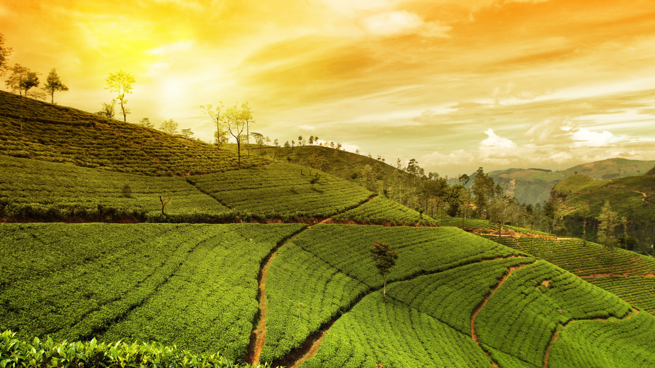 Munnar