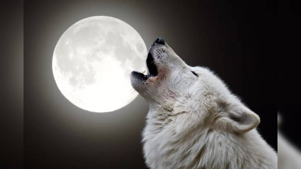 Wolf Moon 2025 When And How To Watch January's First Full Moon