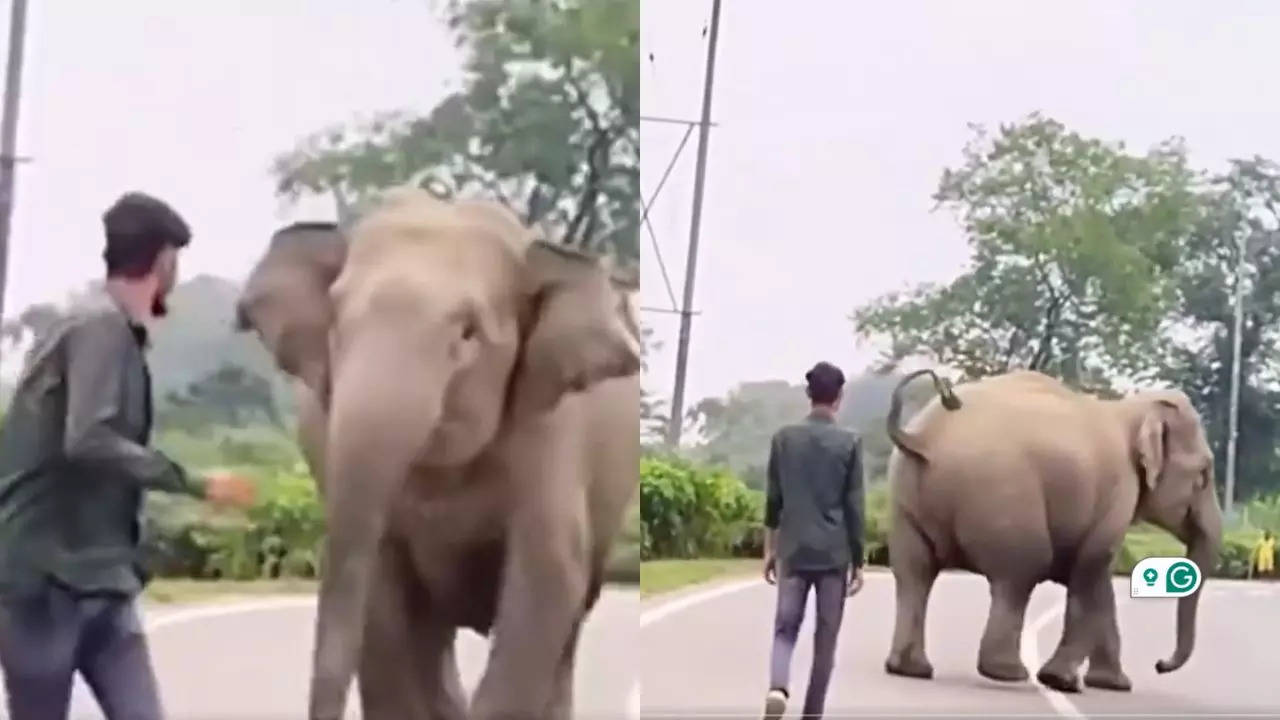 Angry Elephant Chases Man